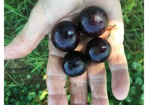 Southern Jewel Muscadine Grapes $1.00 lb